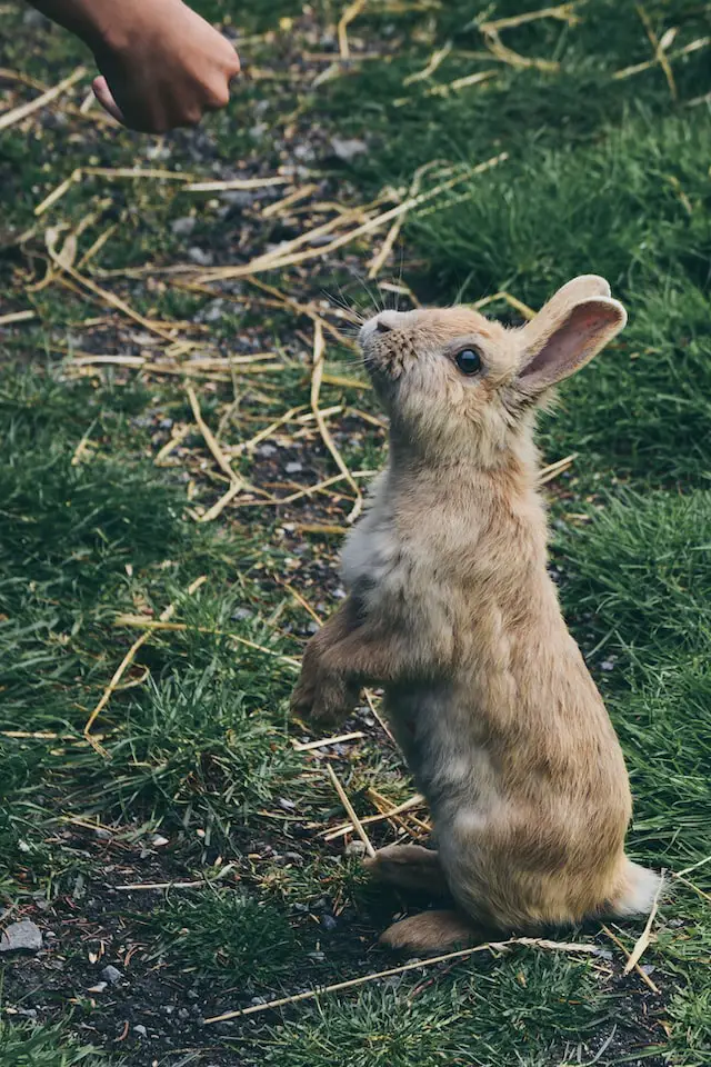 Hare or Rabbit